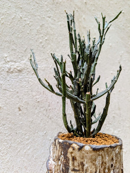 Euphorbia Platyclada