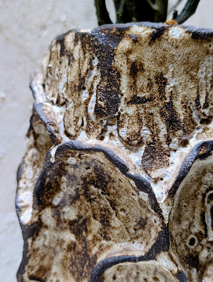 Euphorbia Platyclada