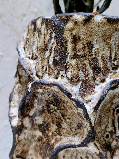 Euphorbia Platyclada