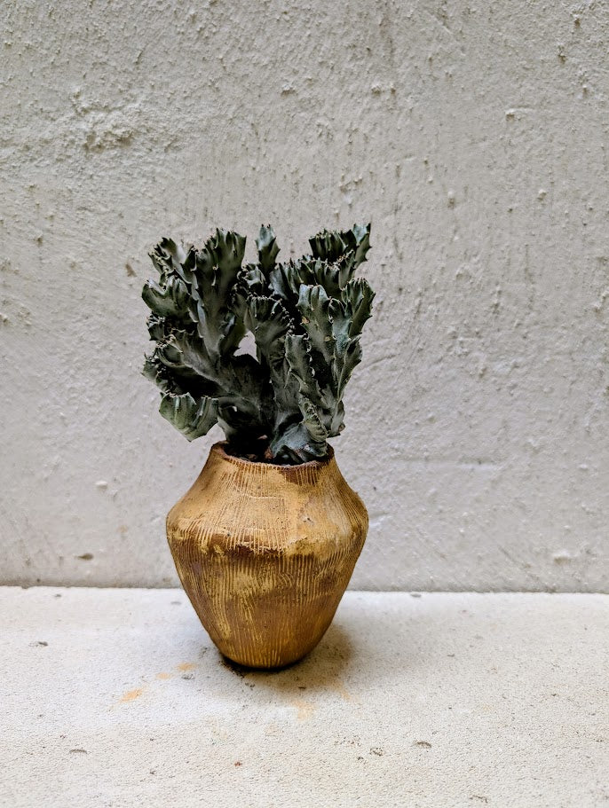 Euphorbia Lactea Cristata