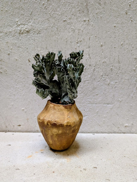 Euphorbia Lactea Cristata