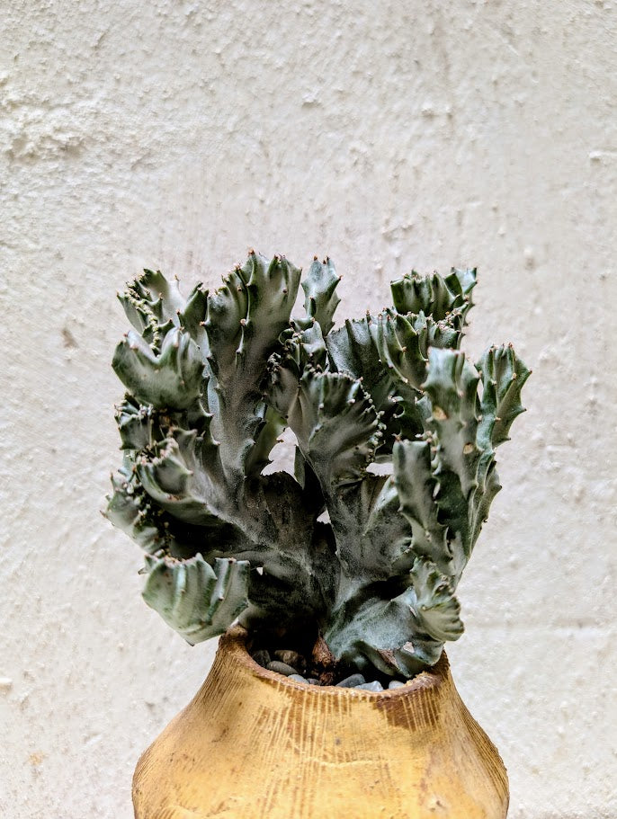 Euphorbia Lactea Cristata