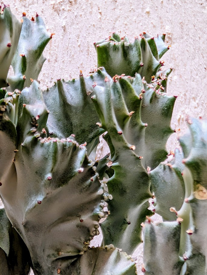 Euphorbia Lactea Cristata