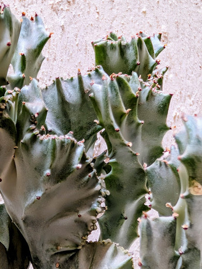 Euphorbia Lactea Cristata