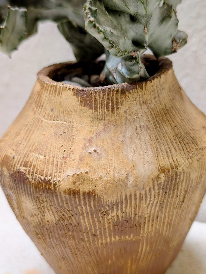 Euphorbia Lactea Cristata