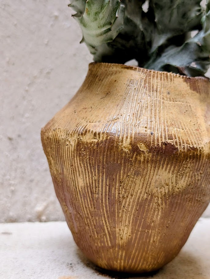 Euphorbia Lactea Cristata