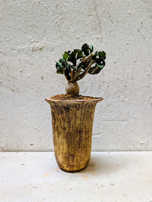 Euphorbia Ambovombensis