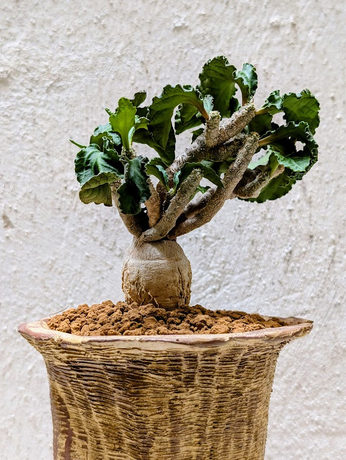 Euphorbia Ambovombensis