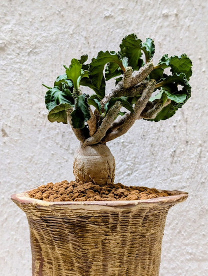 Euphorbia Ambovombensis