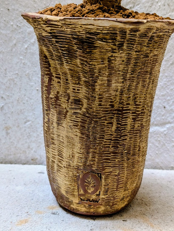 Euphorbia Ambovombensis