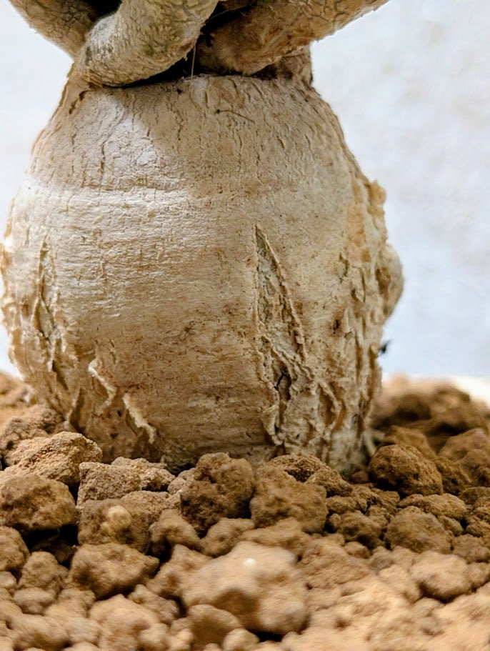 Euphorbia Ambovombensis