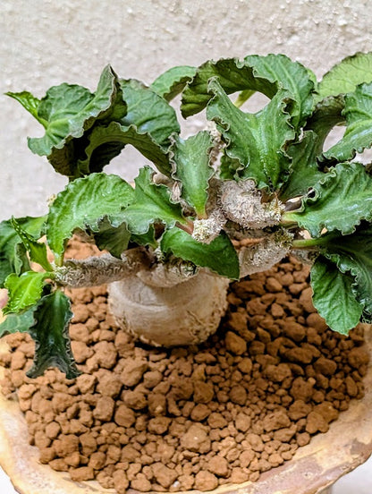 Euphorbia Ambovombensis