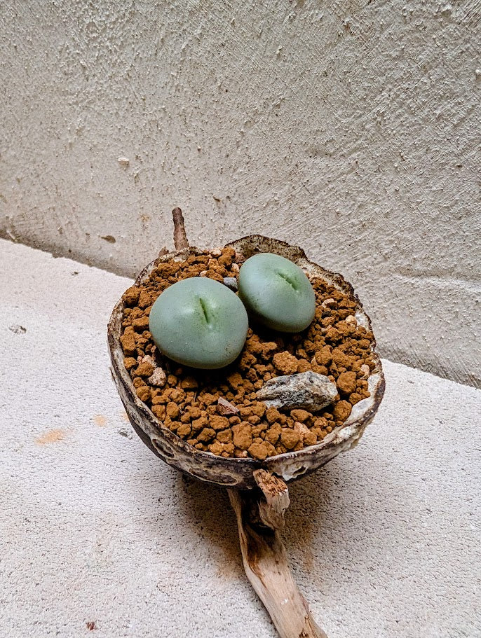Conophytum Flavum