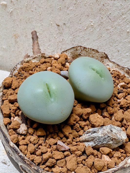 Conophytum Flavum
