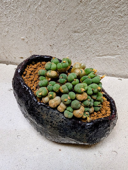 Conophytum Uviforme
