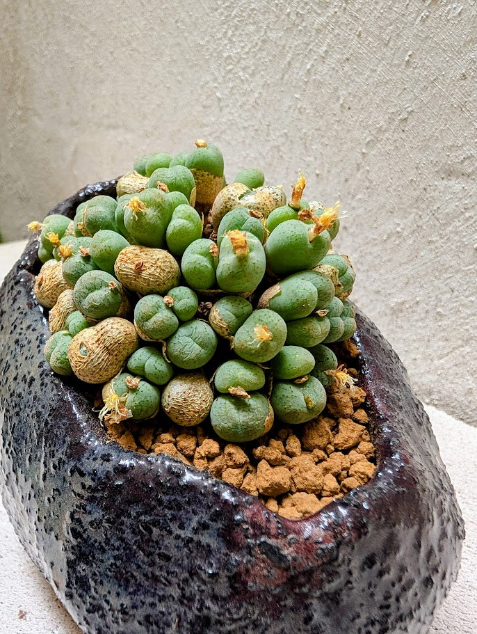 Conophytum Uviforme