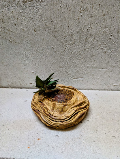 Euphorbia Francoisii Hybrid