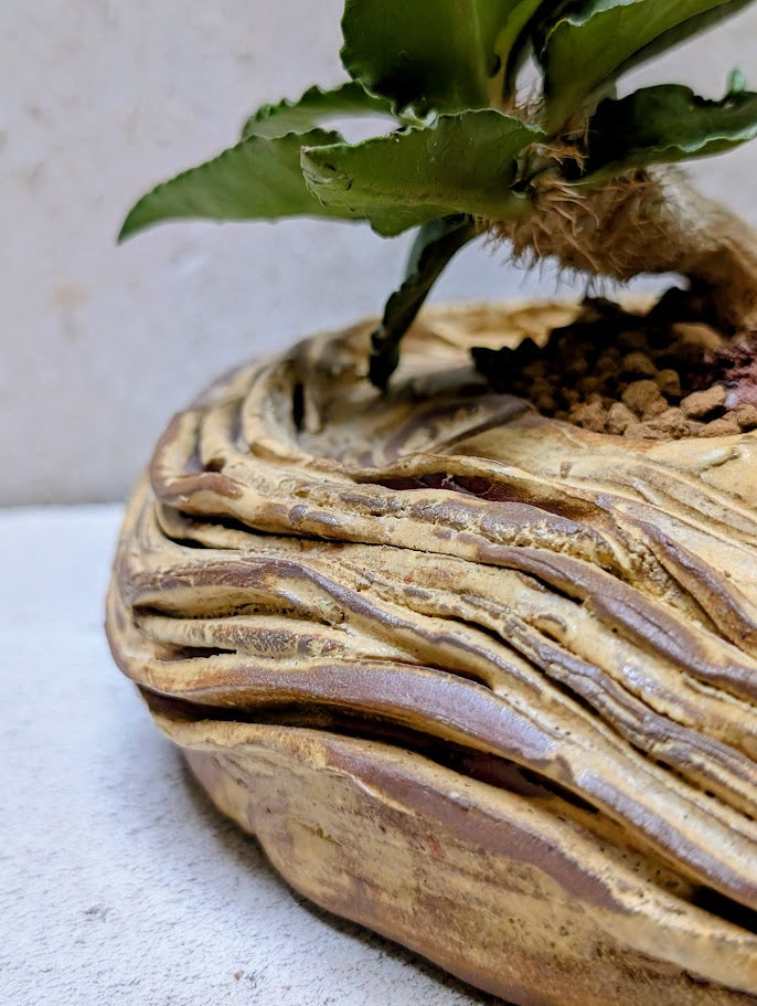 Euphorbia Francoisii Hybrid