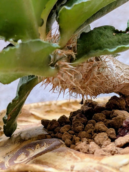 Euphorbia Francoisii Hybrid