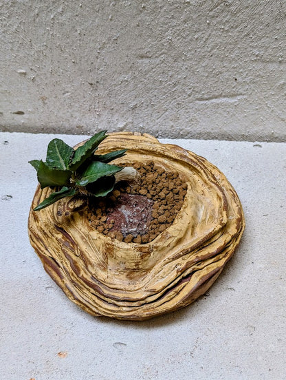 Euphorbia Francoisii Hybrid