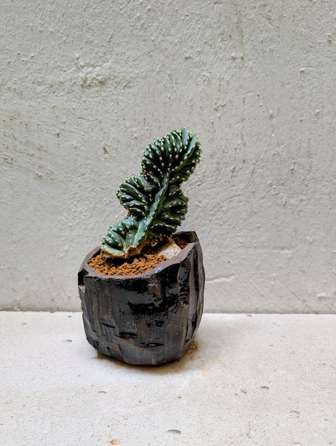 Marginatocereus Marginatus Cristata