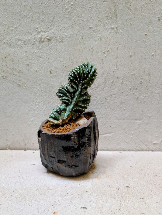 Marginatocereus Marginatus Cristata