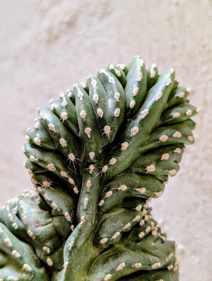 Marginatocereus Marginatus Cristata