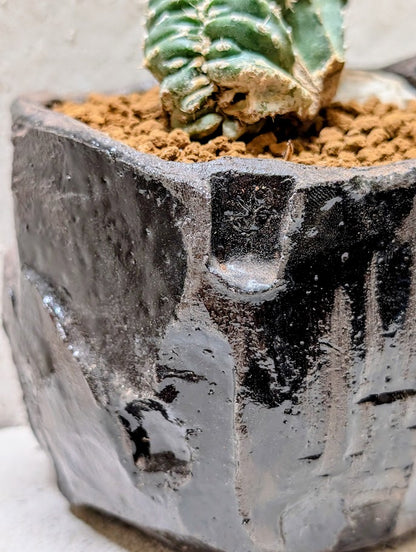 Marginatocereus Marginatus Cristata