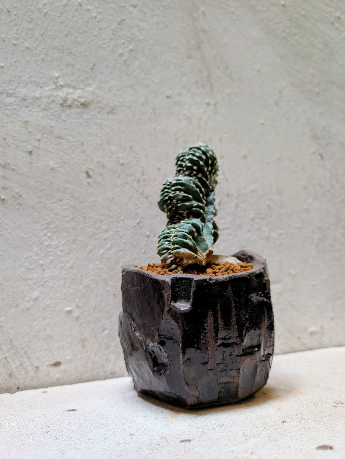 Marginatocereus Marginatus Cristata