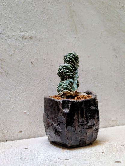 Marginatocereus Marginatus Cristata