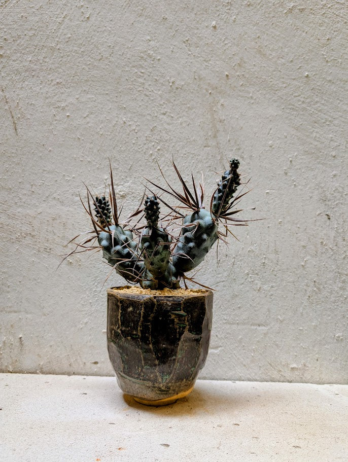 Tephrocactus Articulatus