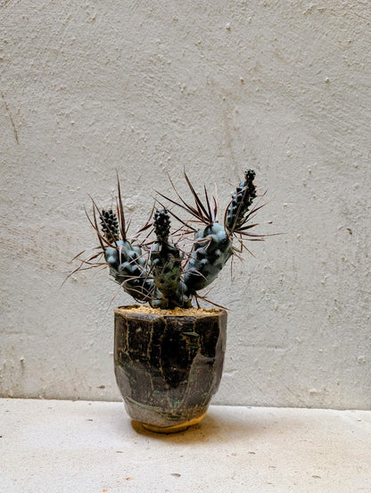 Tephrocactus Articulatus