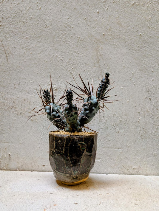 Tephrocactus Articulatus