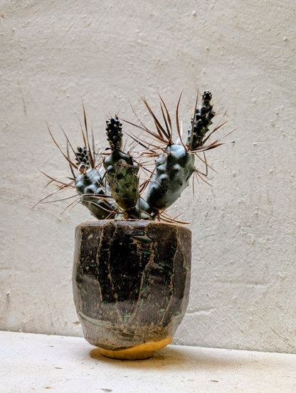 Tephrocactus Articulatus
