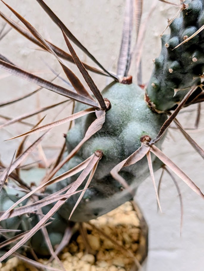Tephrocactus Articulatus