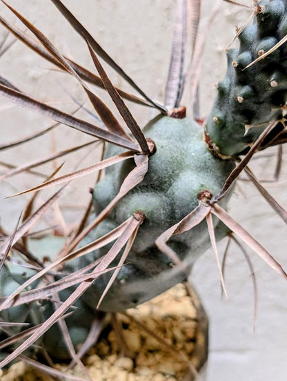 Tephrocactus Articulatus