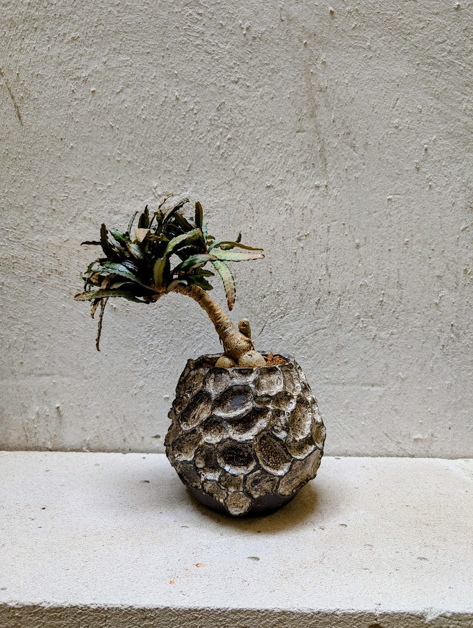 Euphorbia Francoisii Xiamen