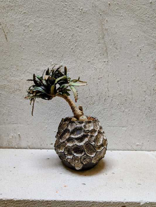 Euphorbia Francoisii Xiamen