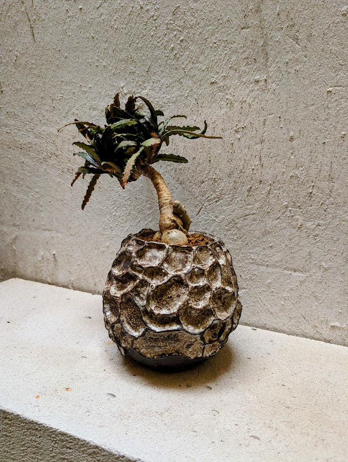 Euphorbia Francoisii Xiamen