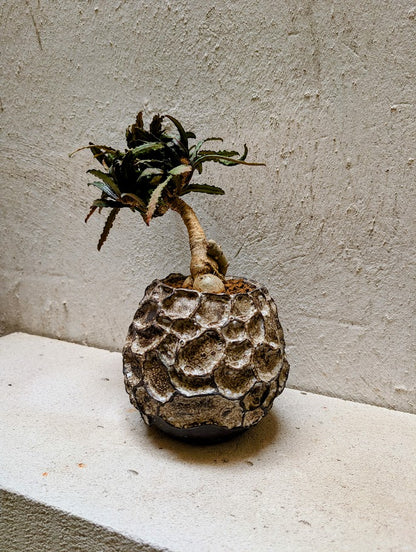 Euphorbia Francoisii Xiamen