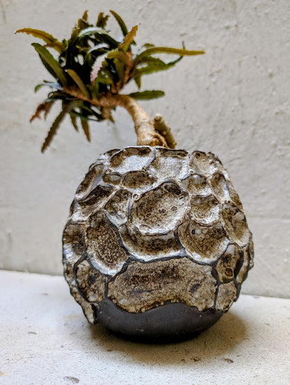 Euphorbia Francoisii Xiamen