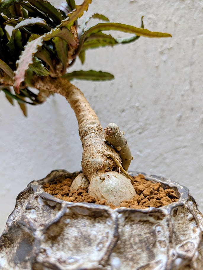 Euphorbia Francoisii Xiamen