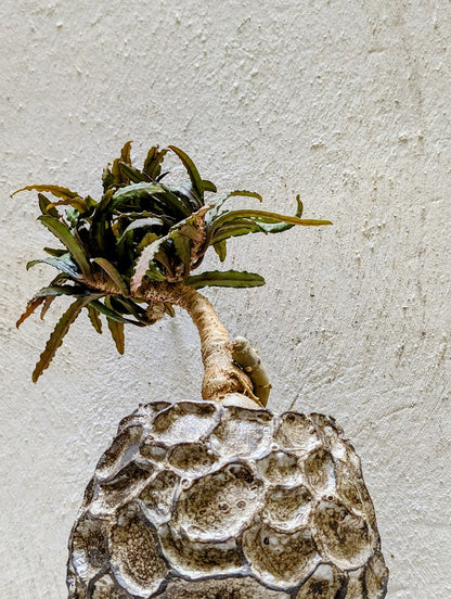 Euphorbia Francoisii Xiamen