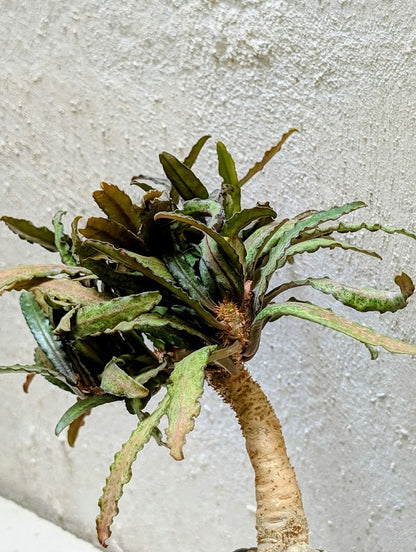 Euphorbia Francoisii Xiamen