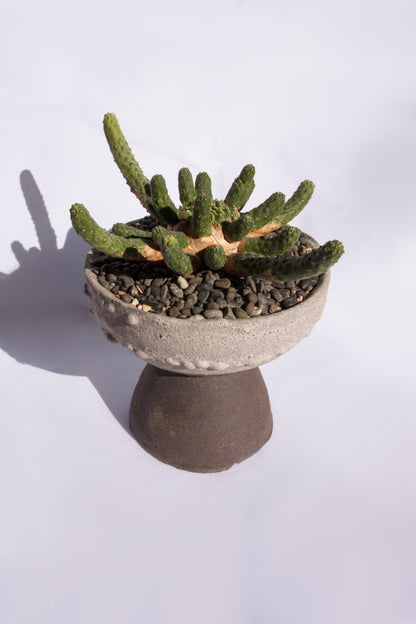 Euphorbia Inermis