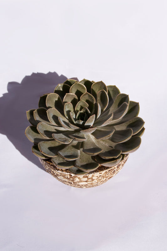 Echeveria Elegans