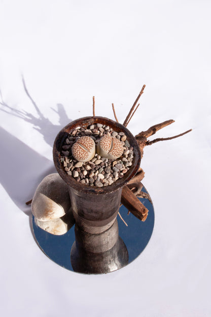 Lithops Julii