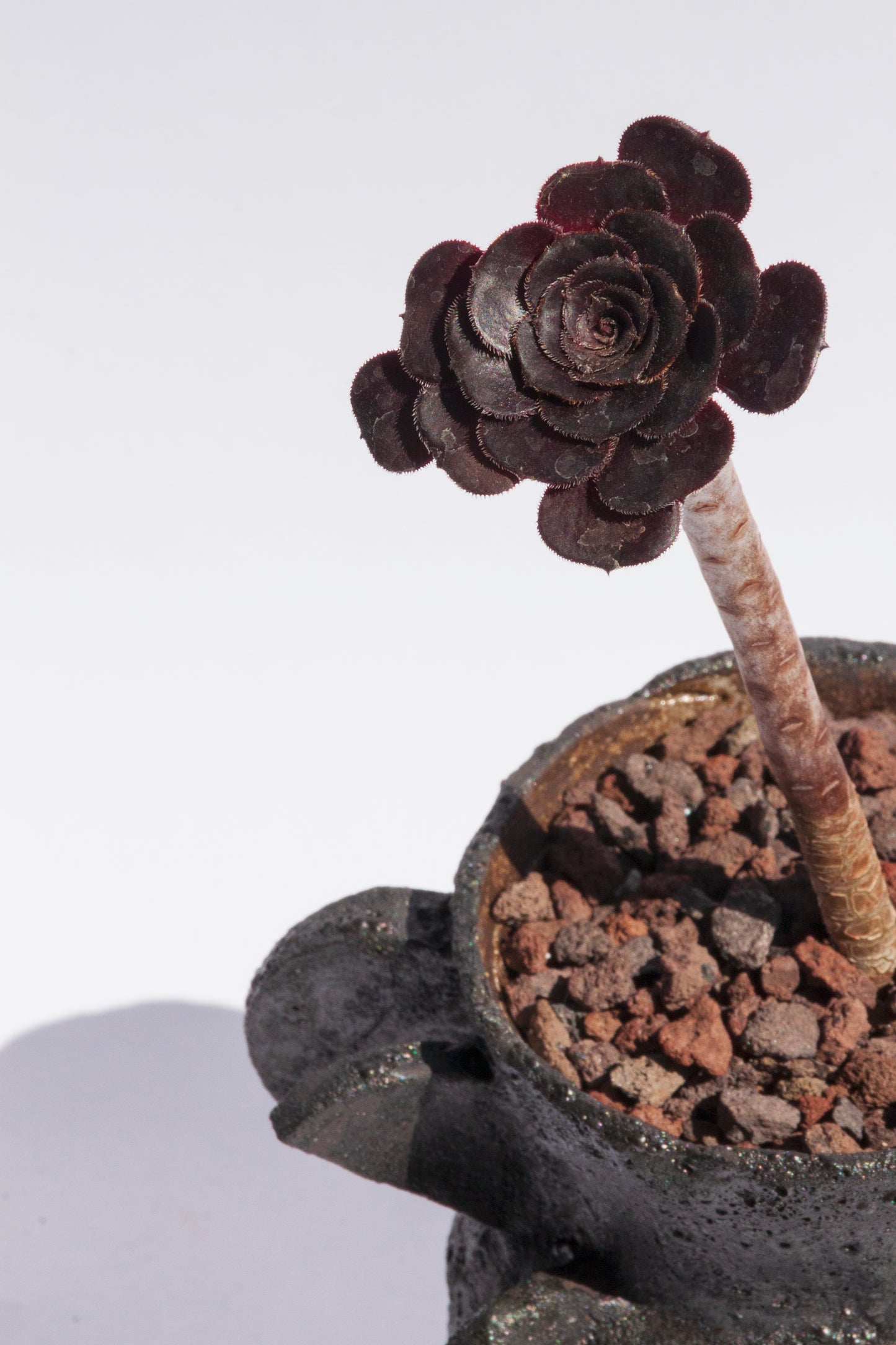 Aeonium Arboreum