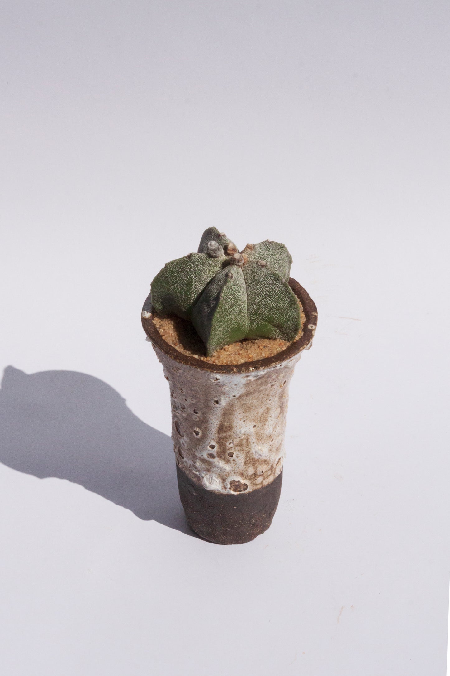 Astrophytum Myriostigma