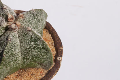 Astrophytum Myriostigma